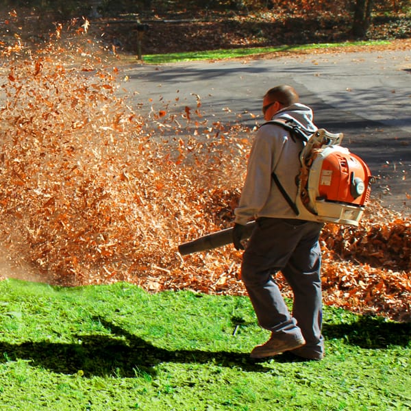 Leaf Removal project 4